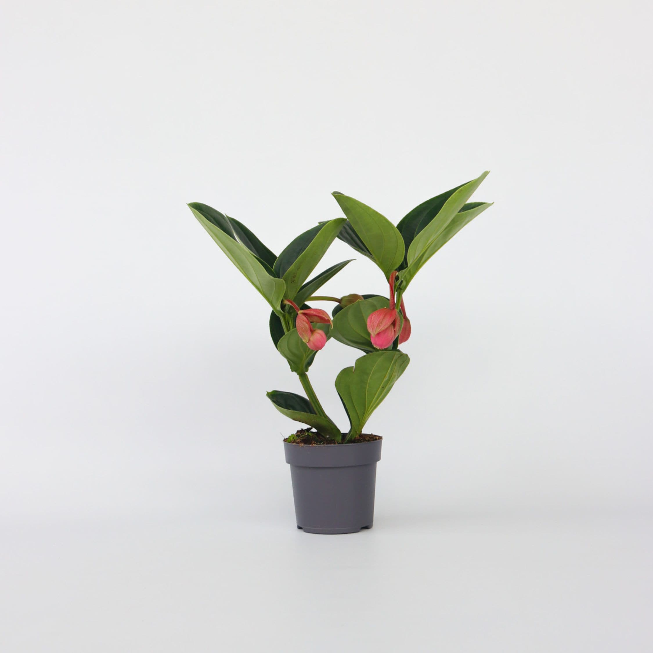 Plant in a Box - Rosenmedinilla - Medinilla magnifica - H&ouml;he 40-50cm - Topf 14cm 