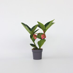 Plant in a Box - Rosenmedinilla - Medinilla magnifica - Höhe 40-50cm - Topf 14cm 