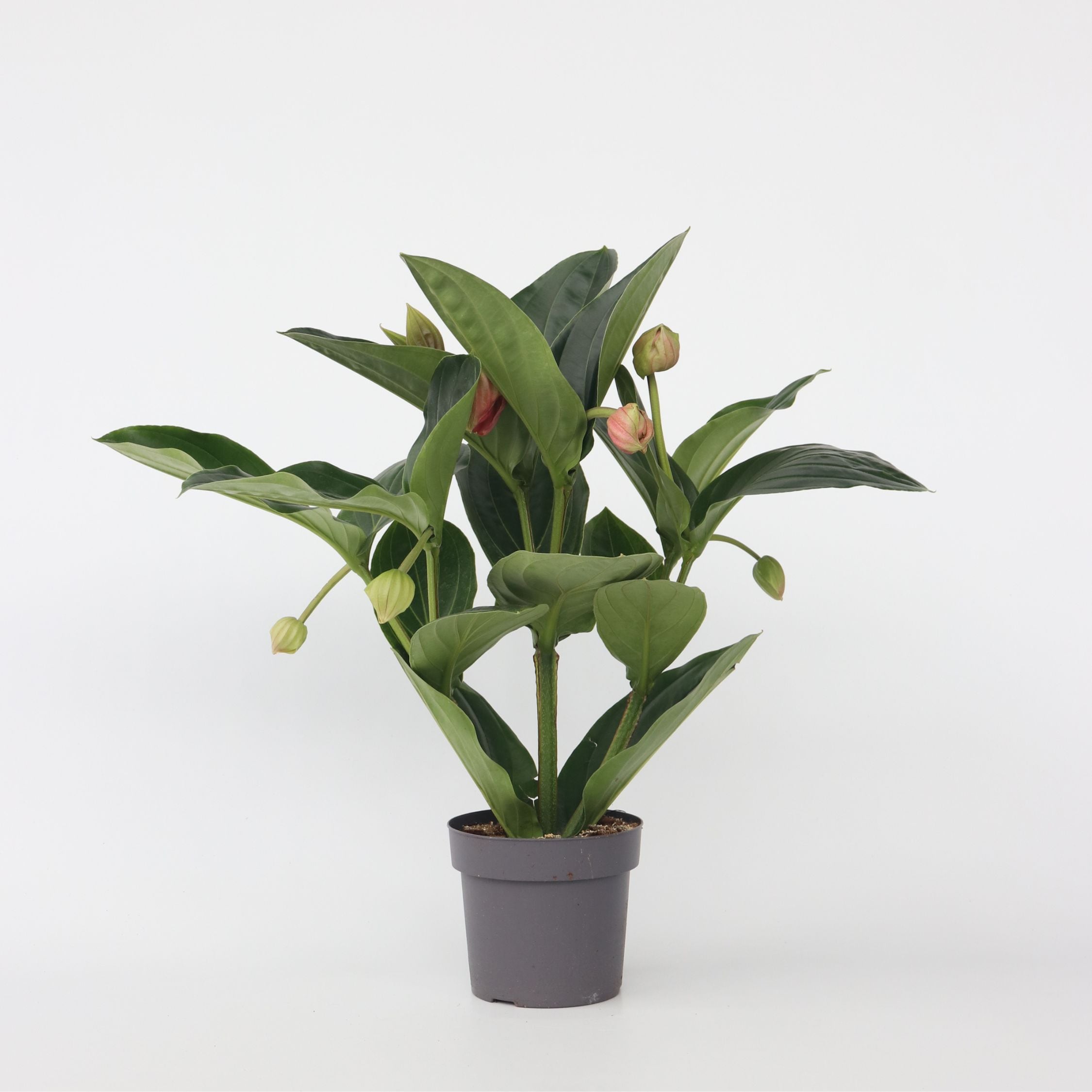 Plant in a Box - Rosenmedinilla - Medinilla magnifica - H&ouml;he 55-60cm - Topf 17cm 