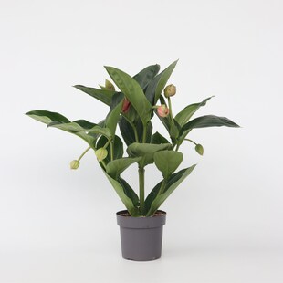 Plant in a Box - Rosenmedinilla - Medinilla magnifica - Höhe 55-60cm - Topf 17cm 