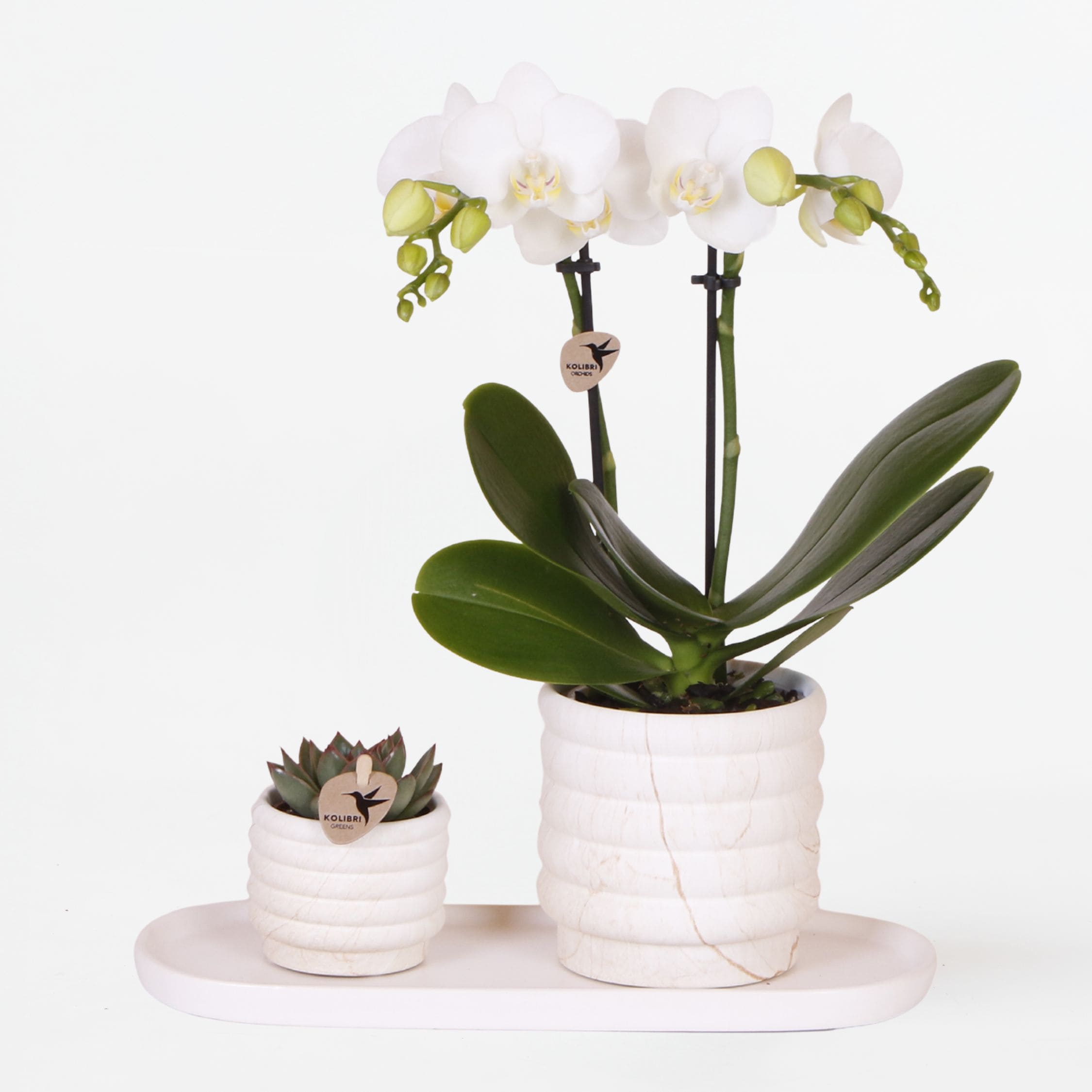Plant in a Box - Geschenkset Orchidee 'Marble S' - Phalaenopsis - H&ouml;he 30cm 