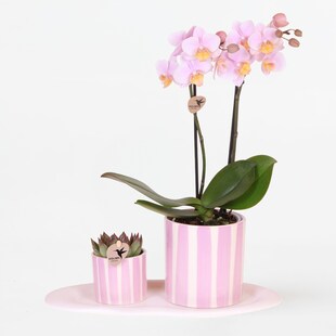 Plant in a Box - Geschenkset Orchidee 'Pink S' - Phalaenopsis - Höhe 30cm 