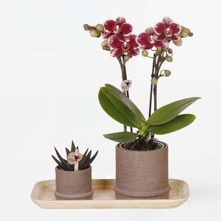 Plant in a Box - Geschenkset Orchidee 'Cocktail S' - Phalaenopsis - Höhe 30cm 