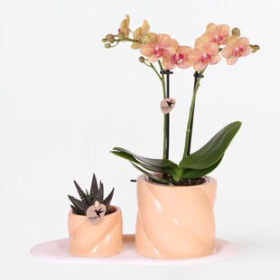 Plant in a Box - Geschenkset Orchidee 'Orange S' - Phalaenopsis - Höhe 30cm 
