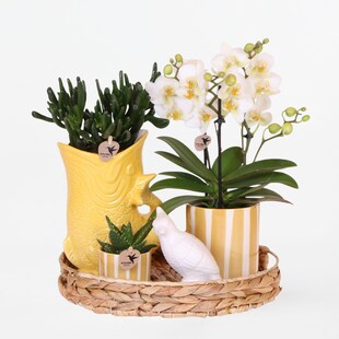 Plant in a Box - Geschenkset Orchidee 'Yellow XL' - Phalaenopsis - Höhe 35cm 