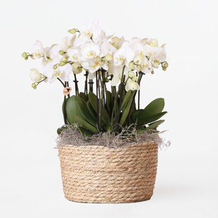 Plant in a Box - Orchidee im weißen Korb - Phalaenopsis - Höhe 40–50cm - Topf 28cm 
