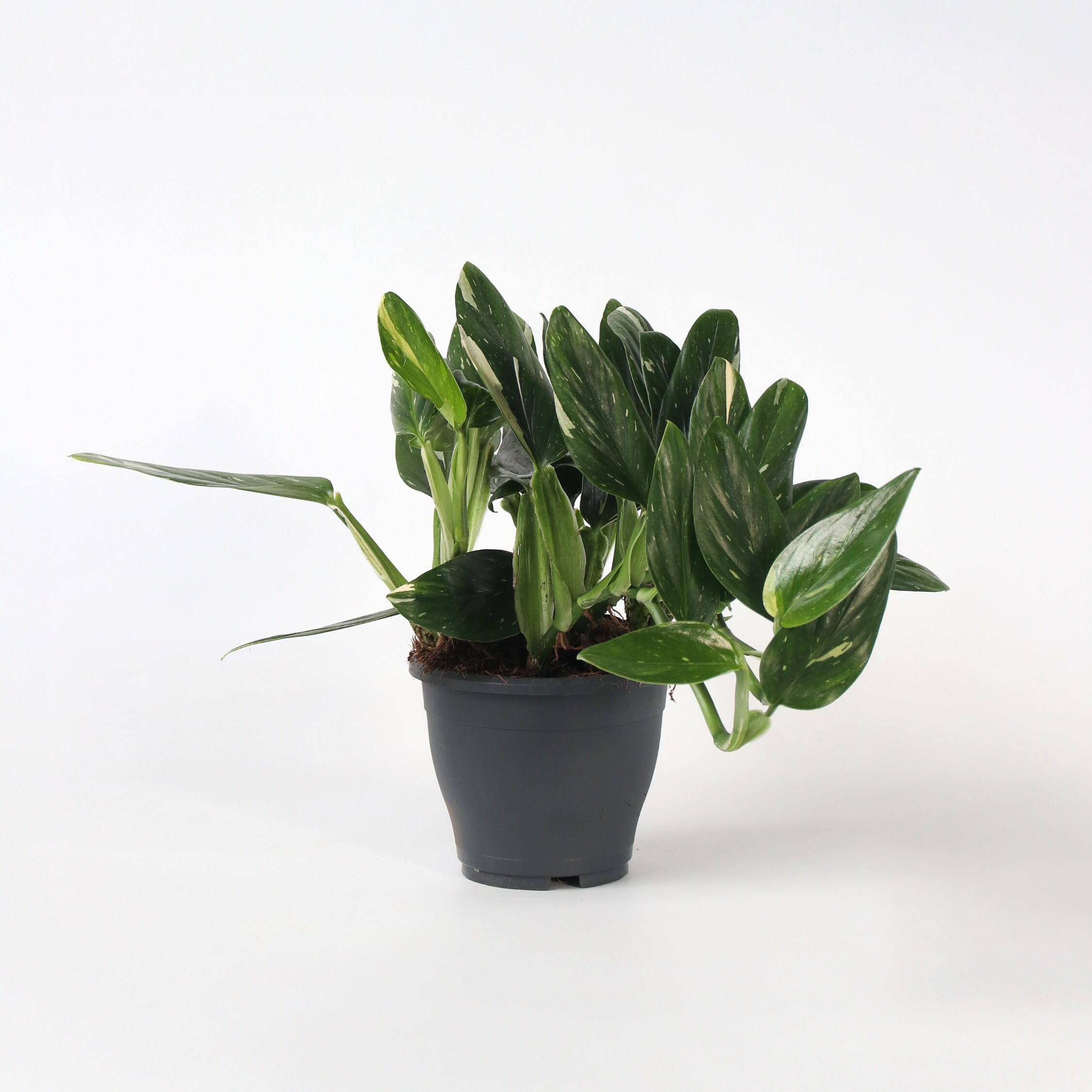 Plant in a Box - Gr&uuml;ne Zimmerpflanze - Philodendron 'Cobra' - H&ouml;he 55-65 cm - Topf 19 cm 
