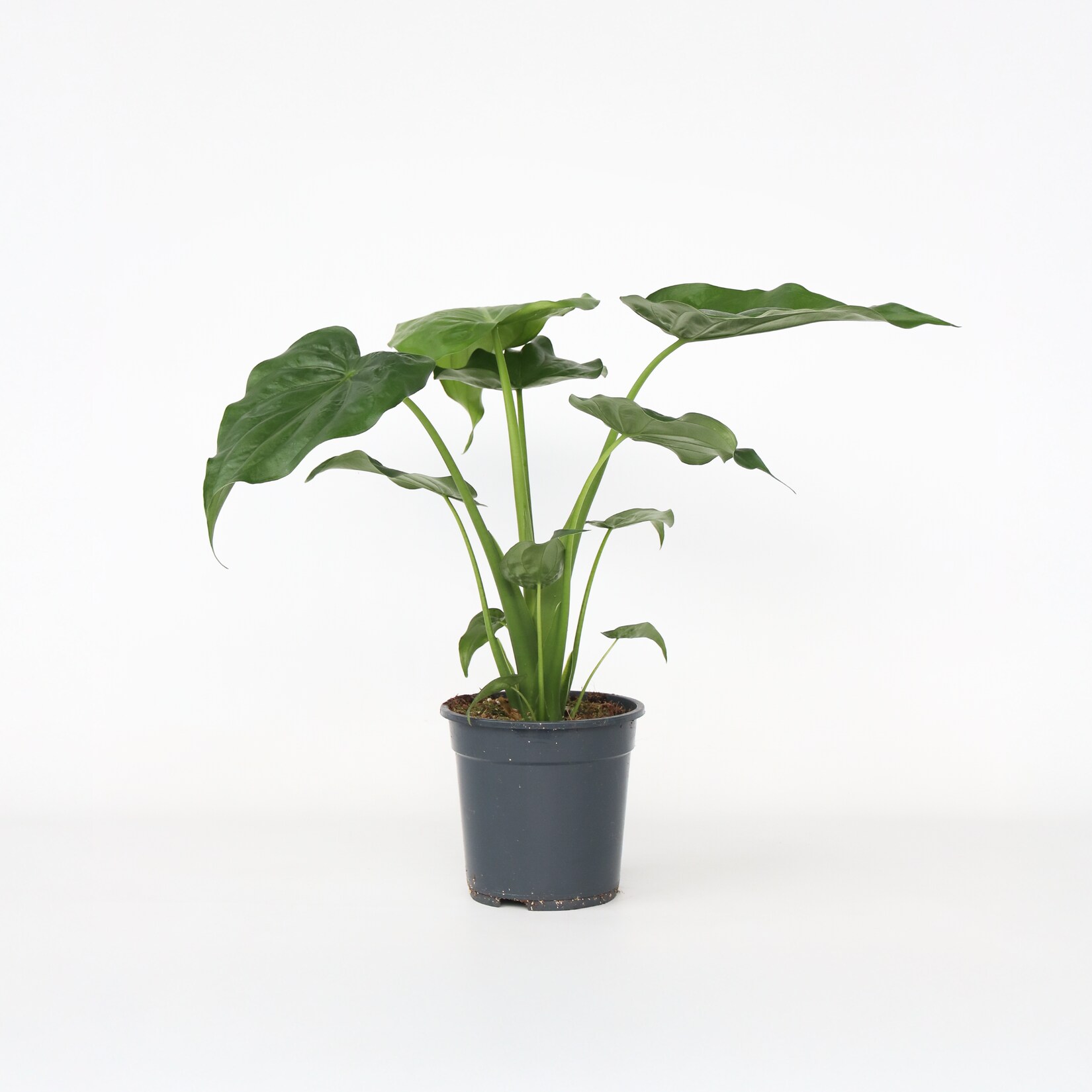 Plant in a Box - Elefantenohr - Alocasia 'Cucullata' - Höhe 70-80 cm - Topf 19cm