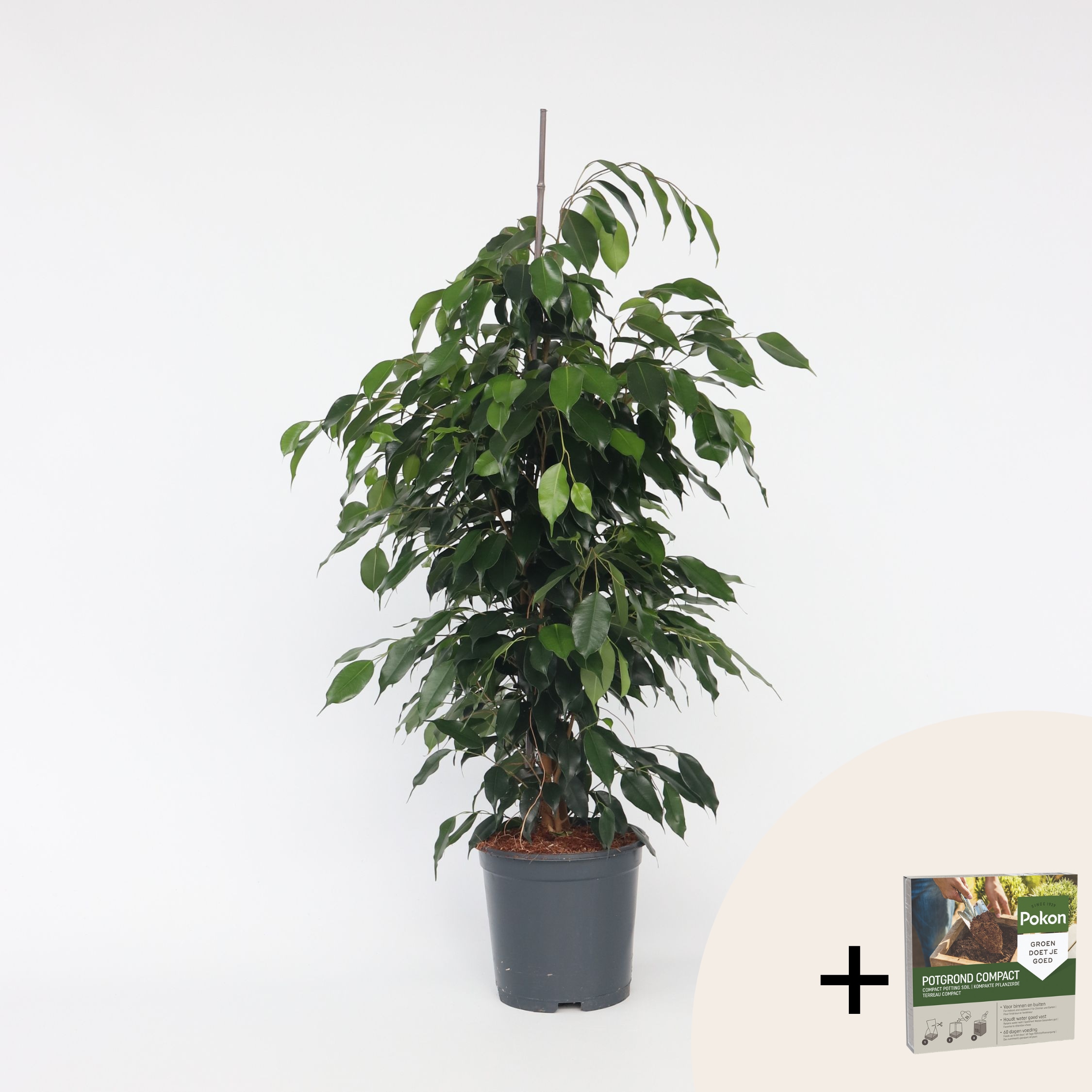 Plant in a Box - Geigenpflanze - Ficus benjamina 'Danielle' - H&ouml;he 100-110cm - Topf 21cm 