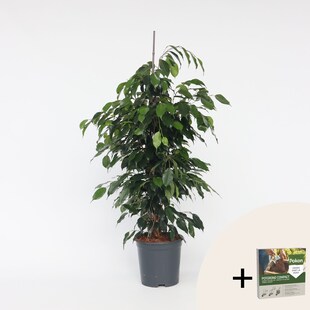 Plant in a Box - Geigenpflanze - Ficus benjamina 'Danielle' - Höhe 100-110cm - Topf 21cm 