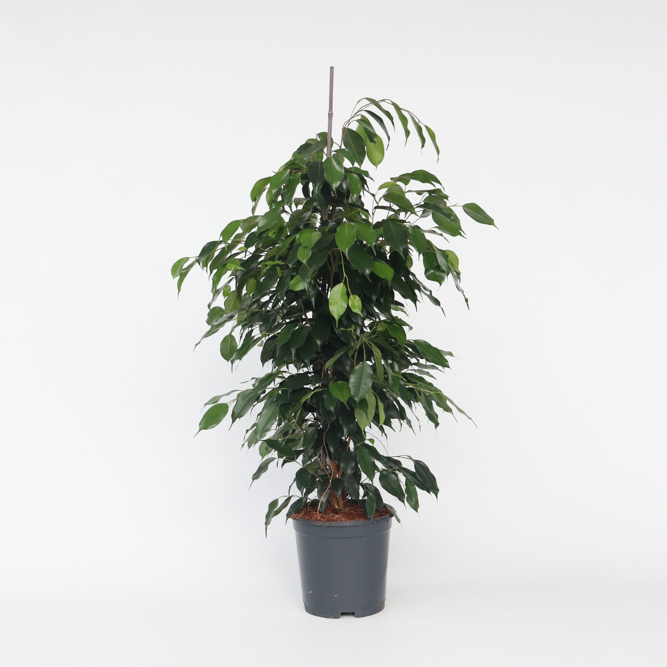 Plant in a Box - Geigenpflanze - Ficus benjamina 'Danielle' - H&ouml;he 100-110cm - Topf 21cm 