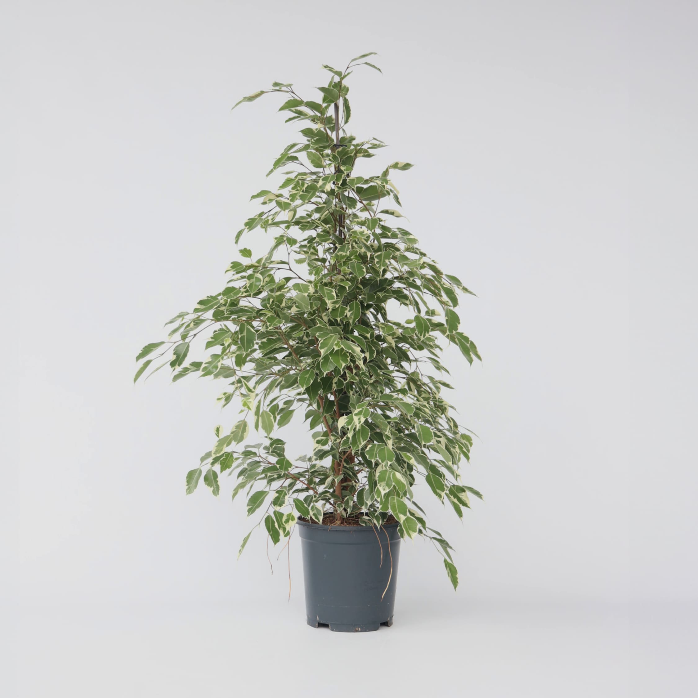 Plant in a Box - Geigenpflanze - Ficus Benjamina 'Twilight' - H&ouml;he 100-110cm - Topf 21cm 
