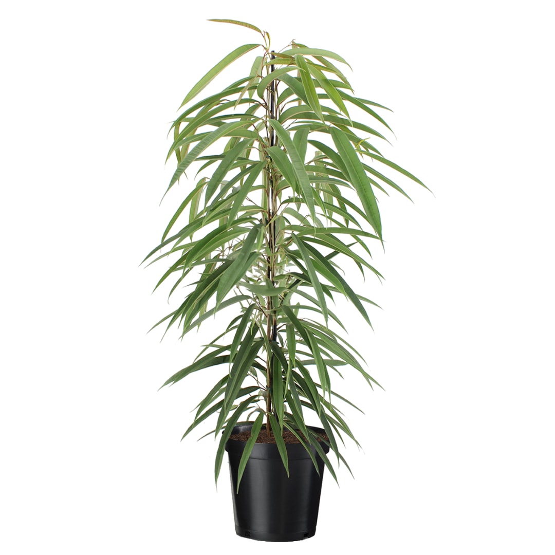 Plant in a Box - Geigenpflanze - Ficus binnendijkii - H&ouml;he 100-110cm - Topf 21cm 