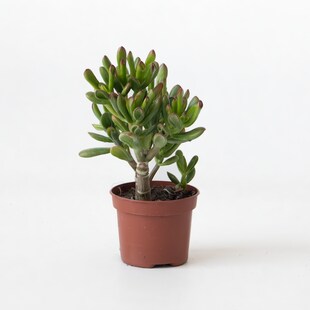 Plant in a Box - Pfennigbaum - Crassula ovata 'Gollum' - Höhe 15-25 cm - Topf 12 cm 