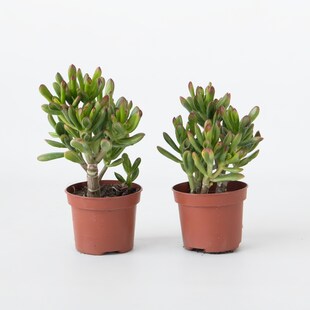 Plant in a Box - Pfennigbaum - 2er Set - Crassula ovata 'Gollum' - Höhe 15-25 cm - Topf 12 cm 