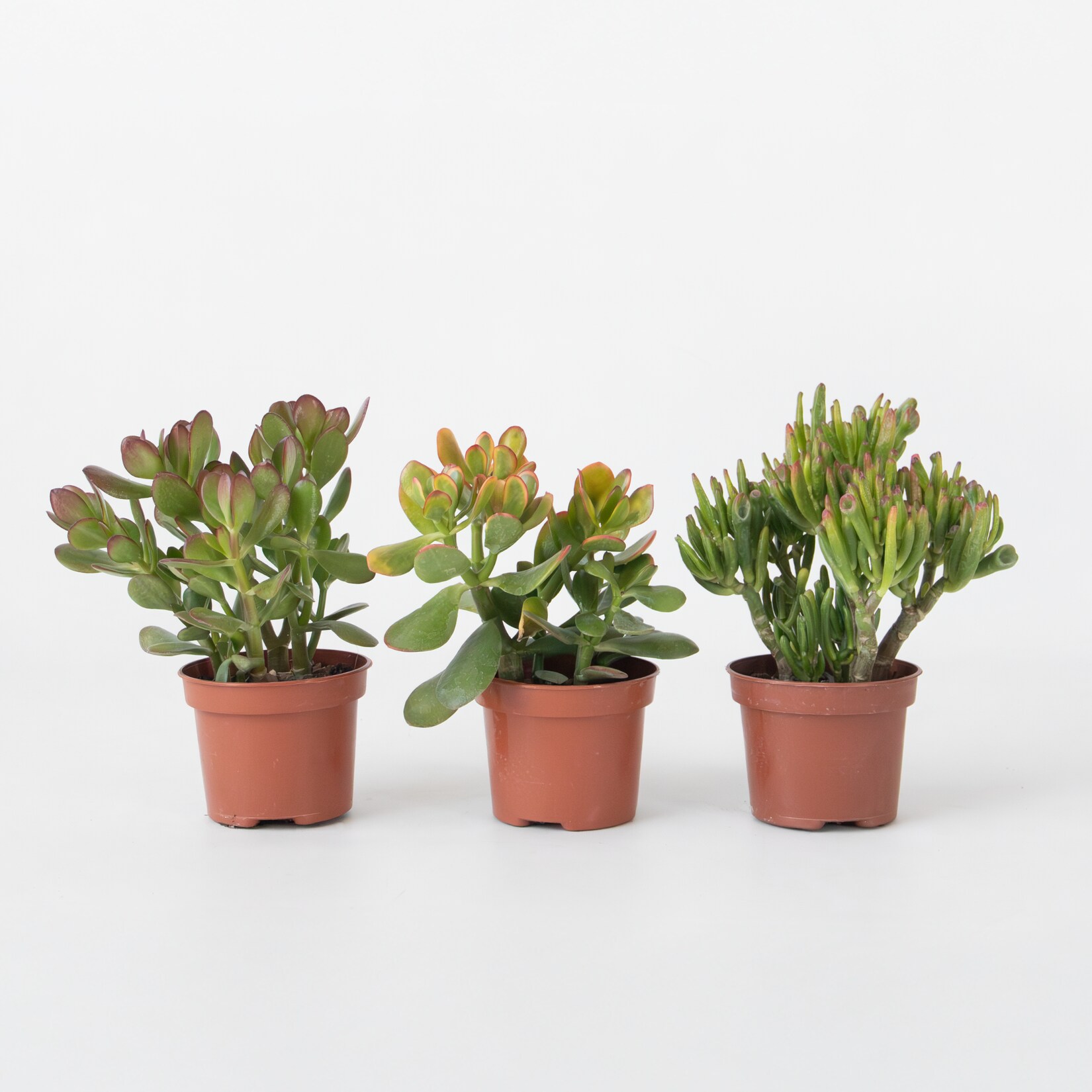 Plant in a Box - Geldbaum - 3er-Set - Crassula Minor, Hobbit, Sunset - Höhe 10-25 cm - ø12 cm