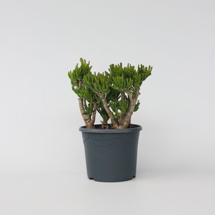 Plant in a Box - Jadepflanze - Crassula ovata 'Hobbit' - Höhe 55-60cm - Topf 30cm 