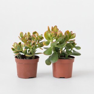 Plant in a Box - Jadepflanze - 2er Set - Crassula ovata 'Sunset' - Höhe 15-20cm - Topf 12cm 