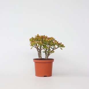 Plant in a Box - Jadepflanze - Crassula ovata 'Sunset' - Höhe 30-35cm - Topf 17cm 
