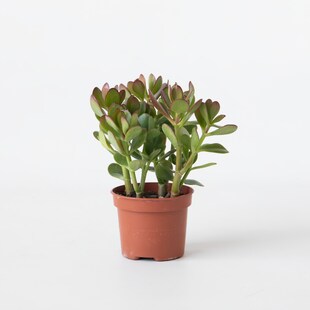 Plant in a Box - Jade-Pflanze - Crassula ovata - Höhe 15-25cm - ø12cm 