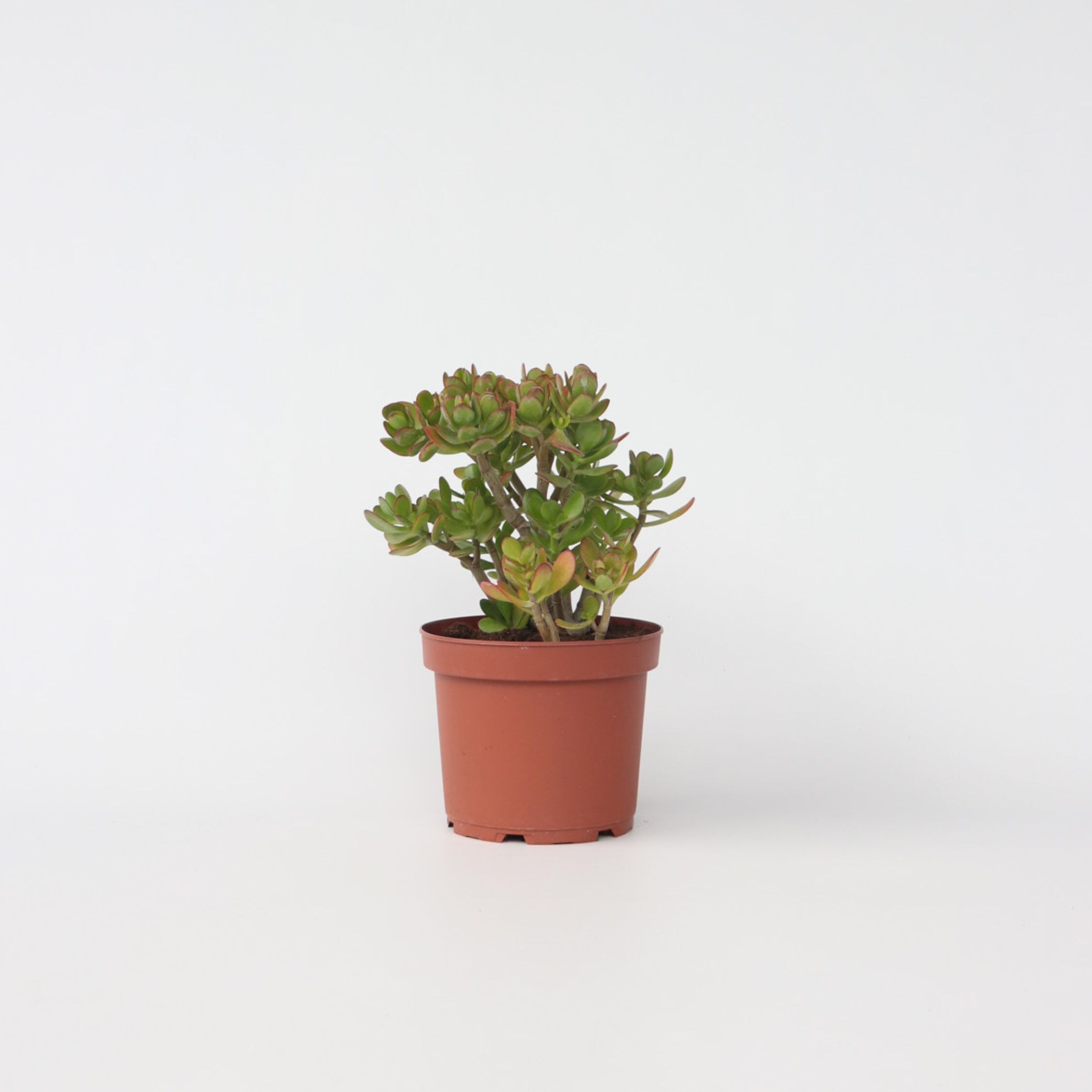 Plant in a Box - Jadepflanze - Crassula ovata 'Minor' - H&ouml;he 45-50cm - Topf 23cm 