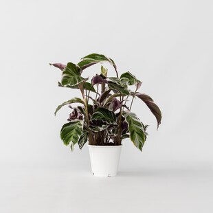 Plant in a Box - Korbmarante - Calathea Lietzei 'White Fusion' - Höhe 30-40cm - Topf 14cm 