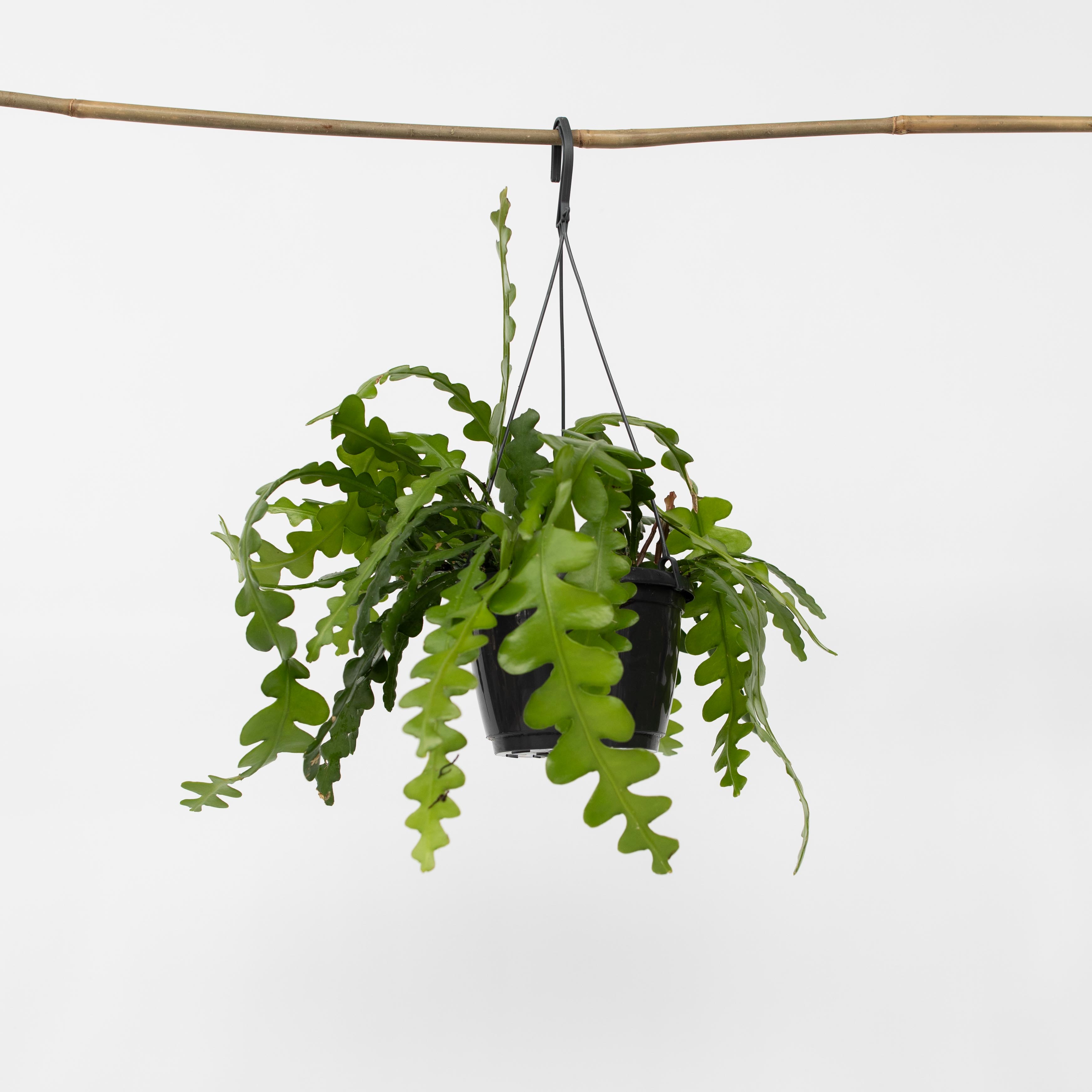 Plant in a Box - S&auml;geblattkaktus - Epiphyllum 'Anguliger' - H&ouml;he 30-40cm - Topf 15cm 