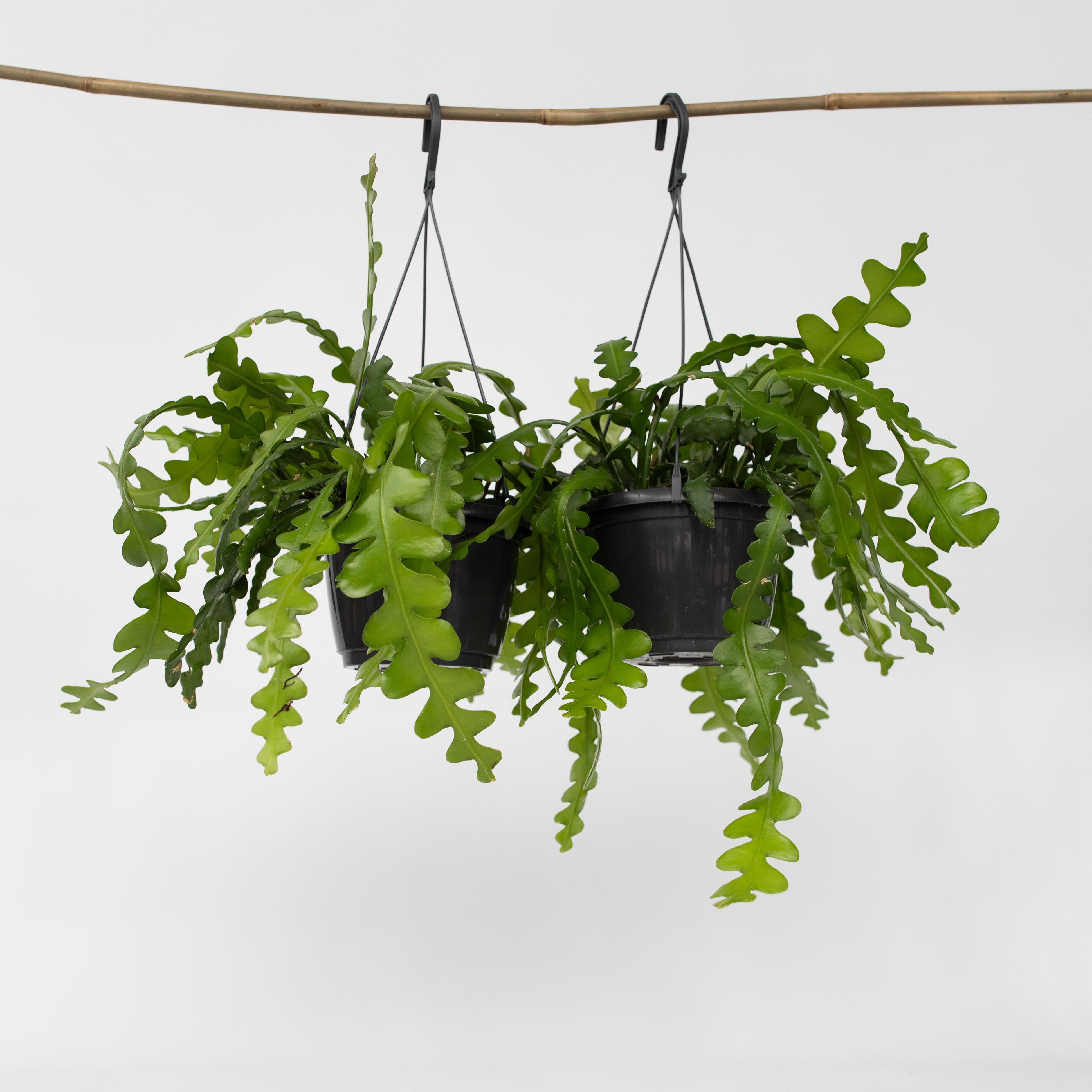 Plant in a Box - S&auml;geblattkaktus - 2 Stk - Epiphyllum 'Anguliger' - H&ouml;he 30-40cm - Topf 15cm 