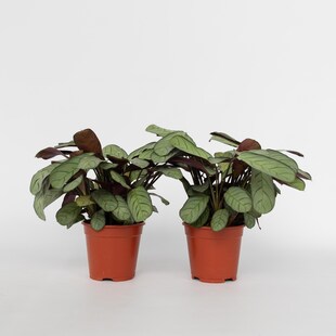 Plant in a Box - Marante - 2 Stk - Ctenanthe Burle-Marxii 'Amagris' - Höhe 25-35cm - Topf 14cm 