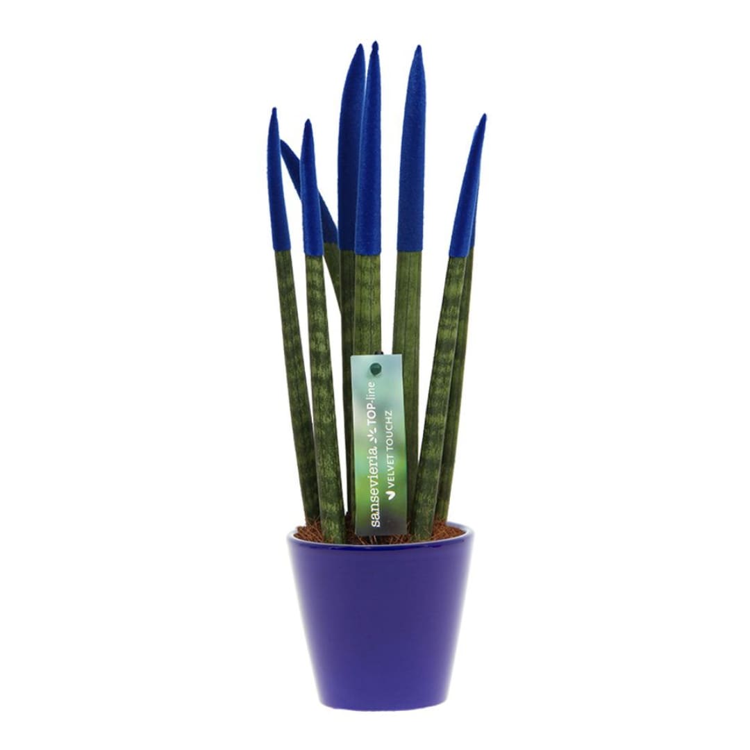 Plant in a Box - Zylindrischer Bogenhanf - Sansevieria cylindrica - H&ouml;he 20-40cm - Topf 9cm 