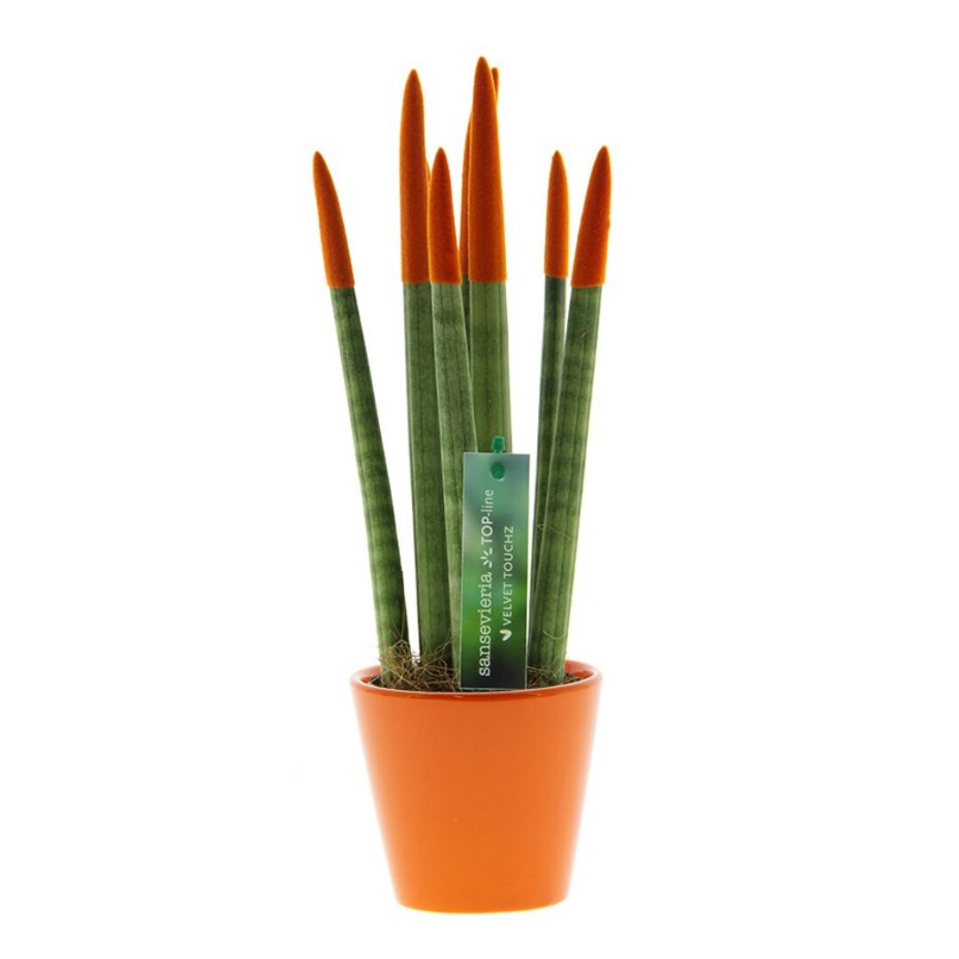 Plant in a Box - Zylindrischer Bogenhanf - Sansevieria cylindrica - H&ouml;he 20-40cm - Topf 9cm 