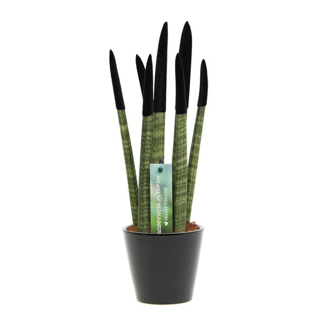 Plant in a Box - Zylindrischer Bogenhanf - Sansevieria cylindrica - H&ouml;he 20-40cm - Topf 9cm 