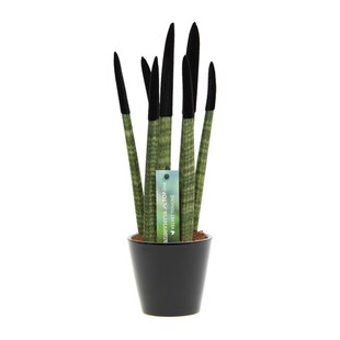 Plant in a Box - Zylindrischer Bogenhanf - Sansevieria cylindrica - Höhe 20-40cm - Topf 9cm 