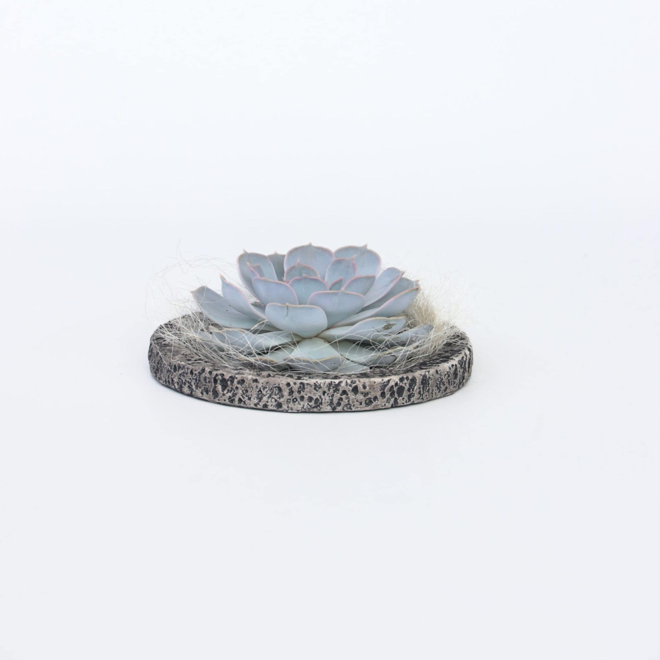 Plant in a Box - Koala Bowl - Echeveria lilacina - H&ouml;he 8cm 