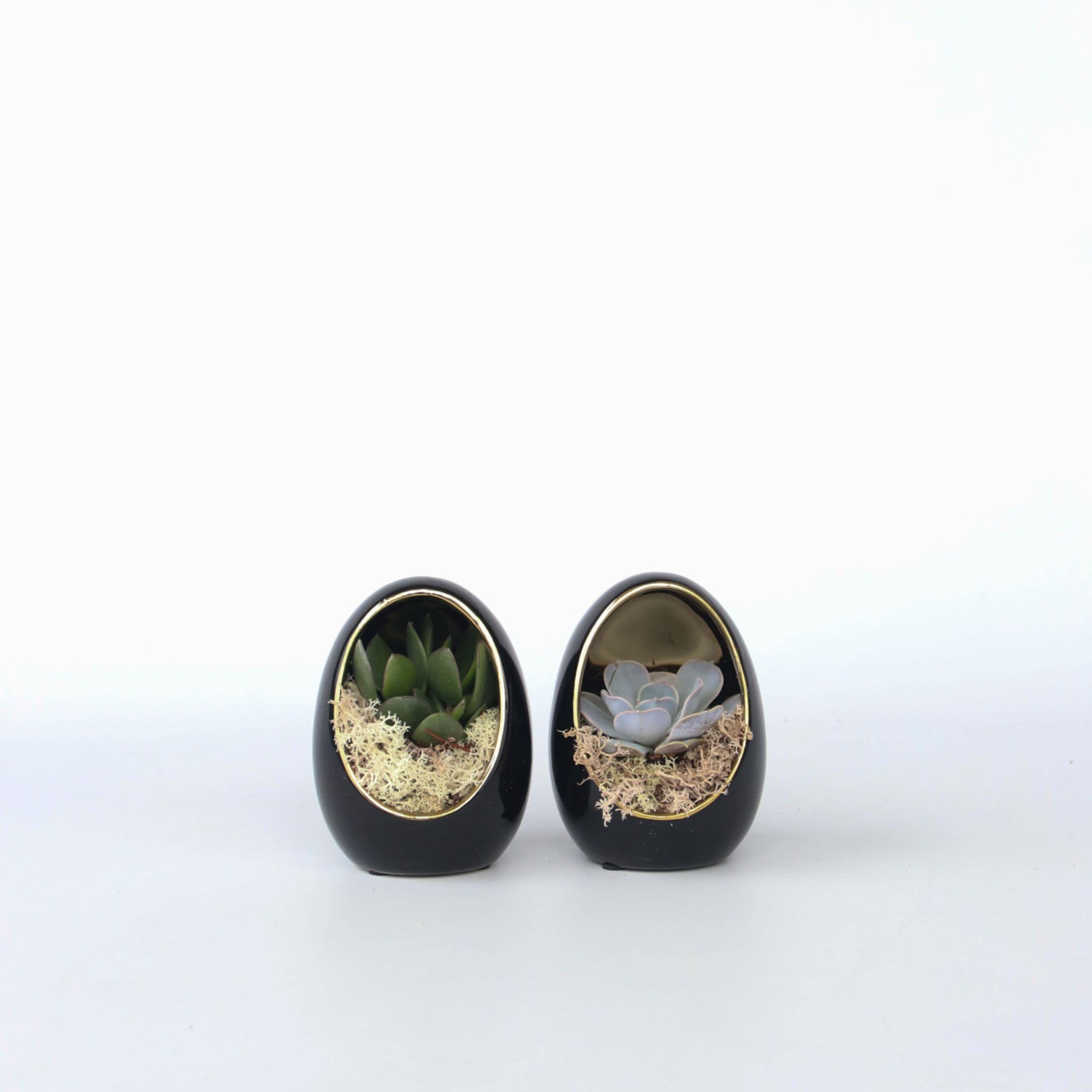 Plant in a Box - Deko-Ei - 2 Stk - Echeveria lilacina - H&ouml;he 12cm 