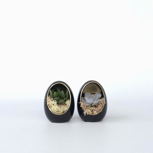 Plant in a Box - Deko-Ei - 2 Stk - Echeveria lilacina - Höhe 12cm 