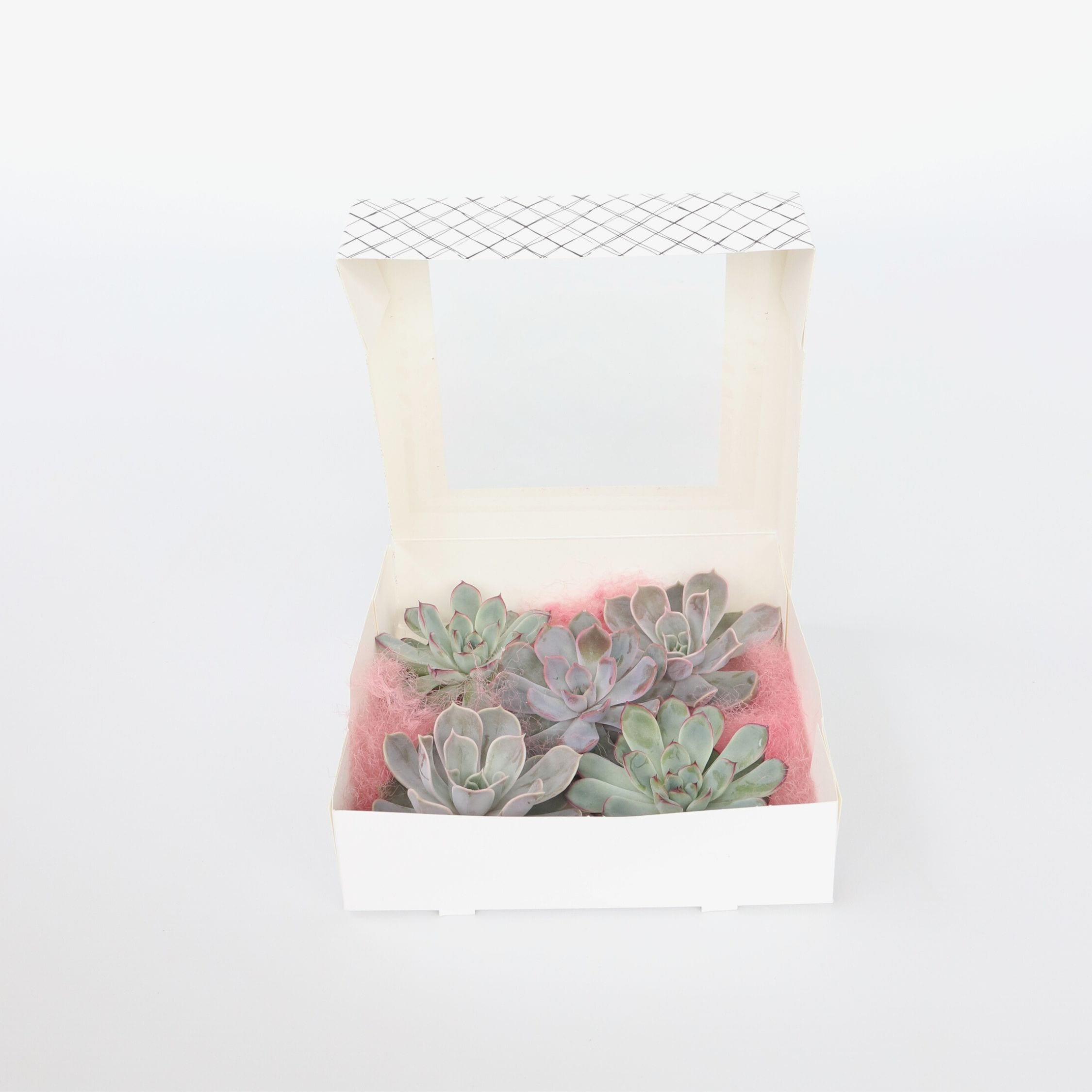 Plant in a Box - Mischung Echeveria DIY - 5 Stk - Echeveria lilacina - H&ouml;he 7cm 