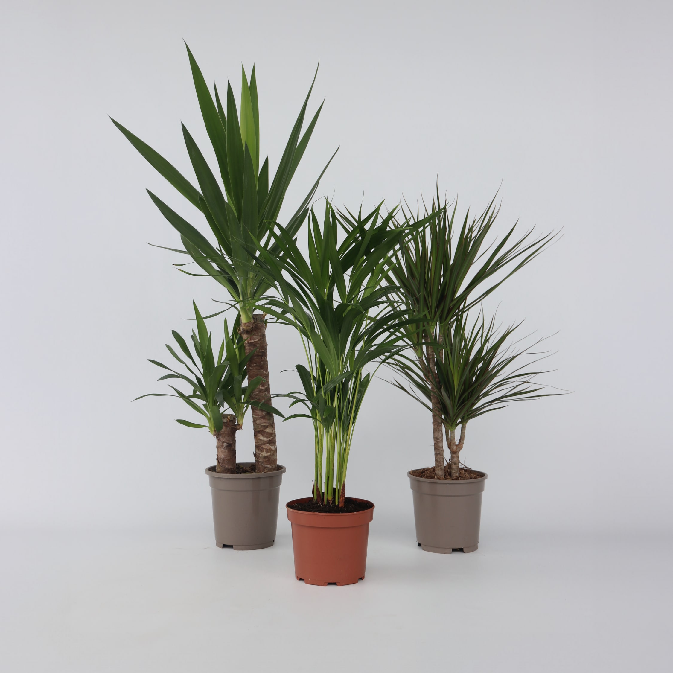 Plant in a Box - Set aus gro&szlig;en Zimmerpalmen - 3 Stk - Indoor Palmmix XL - H&ouml;he 70-90cm - Topf 17cm 