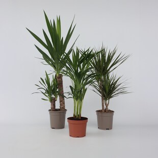 Plant in a Box - Set aus großen Zimmerpalmen - 3 Stk - Indoor Palmmix XL - Höhe 70-90cm - Topf 17cm 