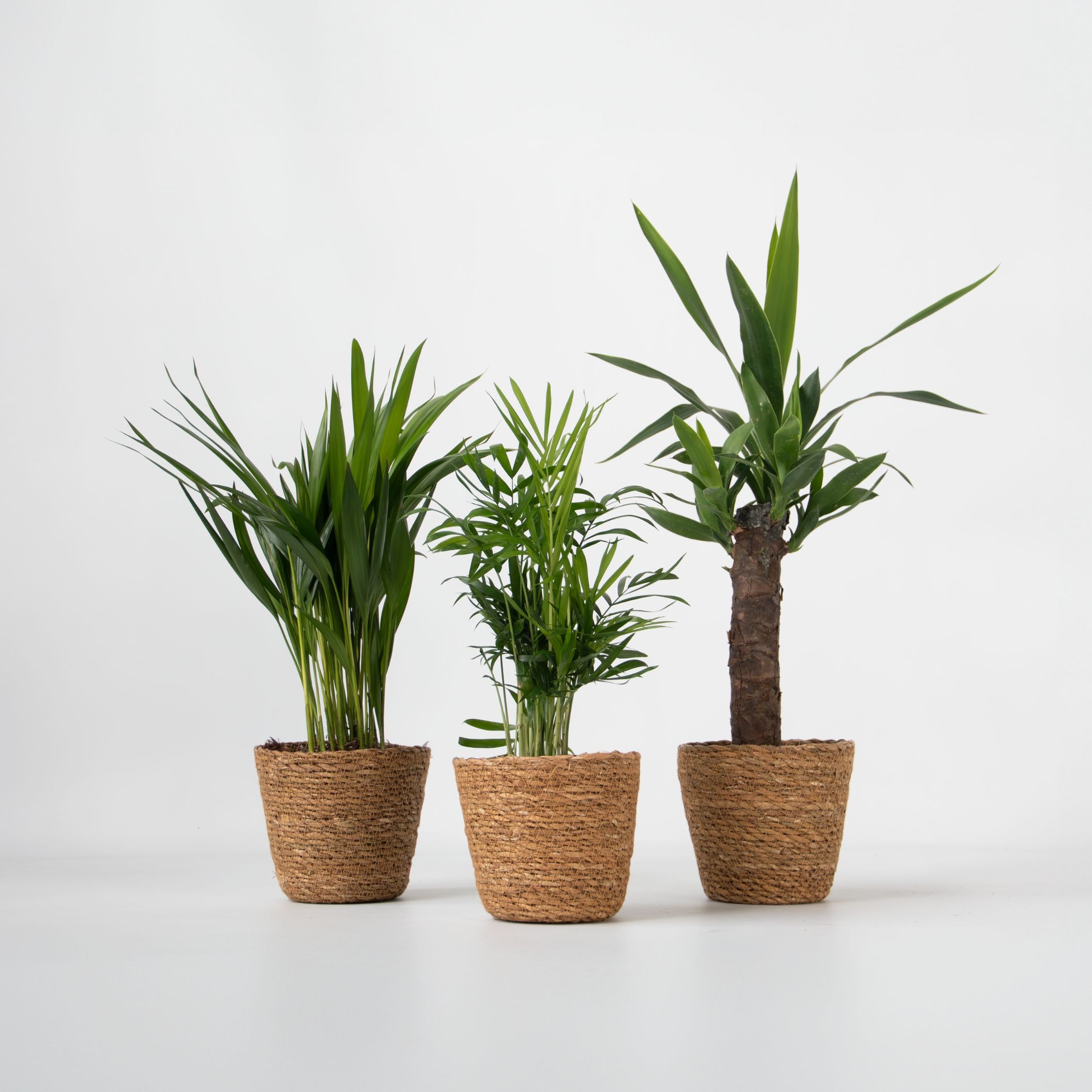 Plant in a Box - Set aus 3 Mini-Palmen inkl. K&ouml;rbe - H&ouml;he 25-40cm - Topf 12cm 