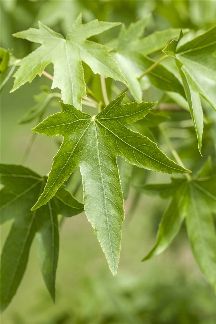 Liquidambar styraciflua, Amberbaum, 150&ndash;175 cm 