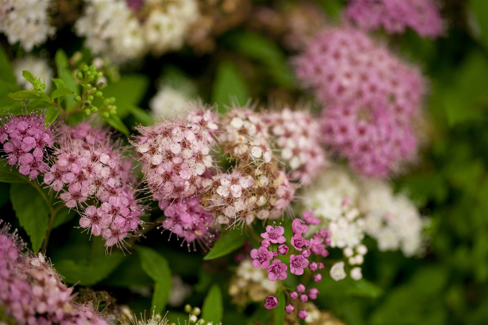 Spiraea japonica 'Shirobana', Japanische Spiere, mehrfarbig, 15&ndash;20 cm 