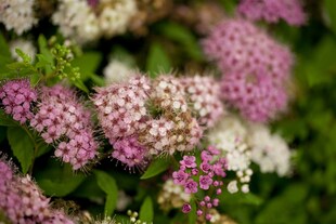 Spiraea japonica 'Shirobana', Japanische Spiere, mehrfarbig, 15–20 cm 