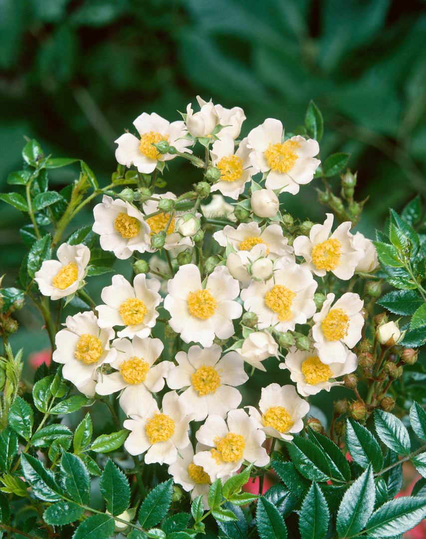 Rosa arvensis, Feldrose, wei&szlig;, 40&ndash;60 cm 