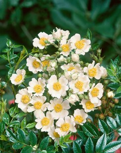 Rosa arvensis, Feldrose, weiß, 40–60 cm 