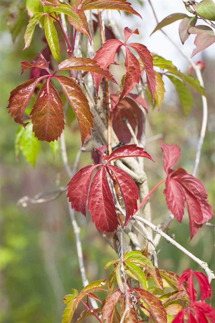 Parthenocissus quinquefolia 'Engelmannii', Wilder Wein, 40&ndash;60 cm 