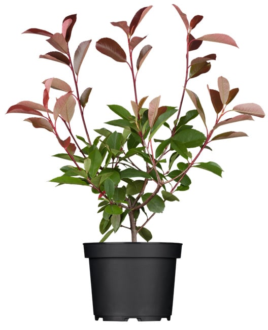 Photinia fraseri 'Red Robin', Glanzmispel, rot, 40&ndash;60 cm 