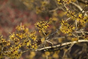 Hamamelis intermedia 'Westerstede', Zaubernuss, gelb, 60–80 cm 