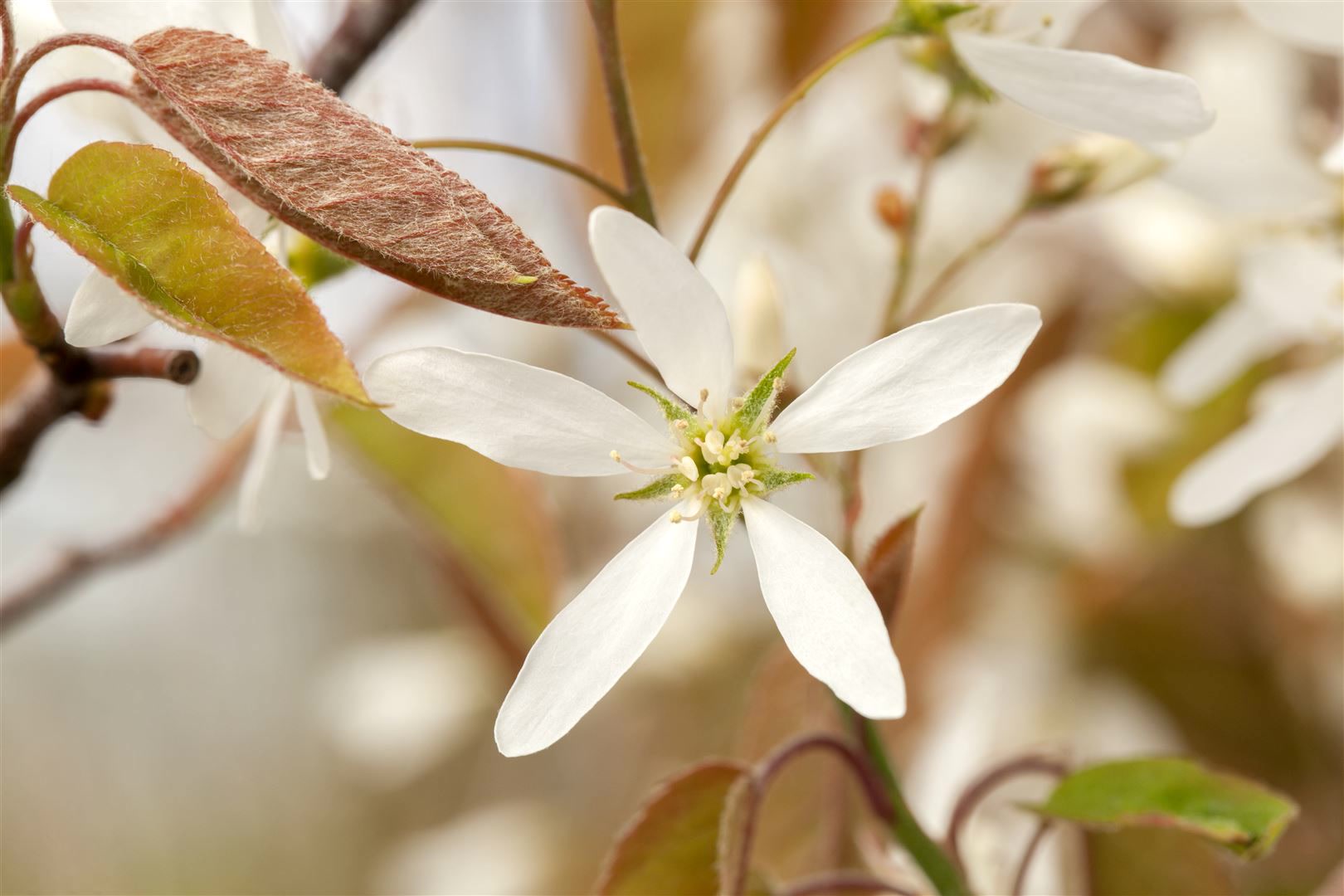 Amelanchier lamarckii, Kupfer-Felsenbirne, wei&szlig;, 125&ndash;150 cm 