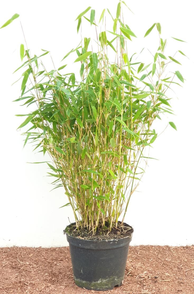 Fargesia murieliae 'Jumbo', Bambus, immergr&uuml;n, 40&ndash;60 cm 